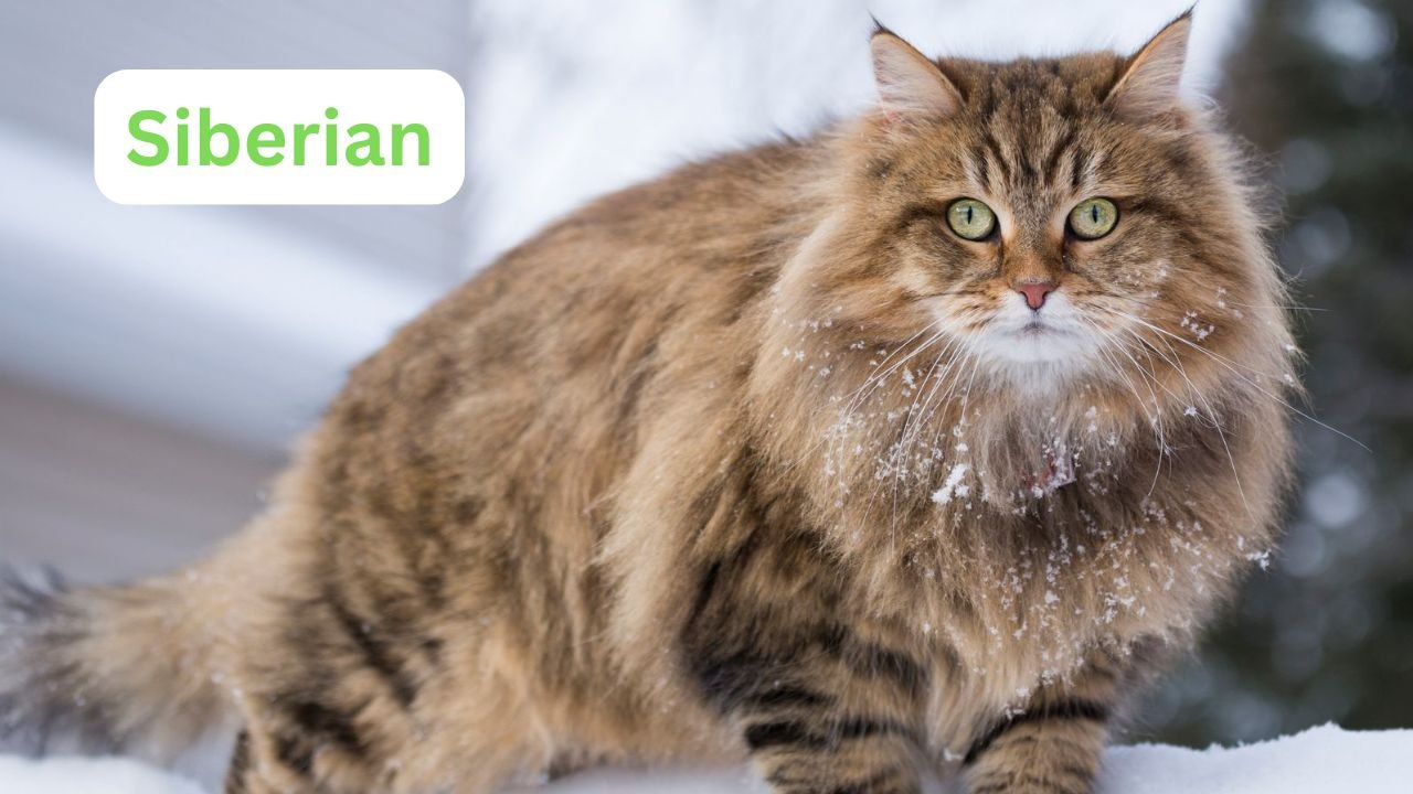 Siberian: