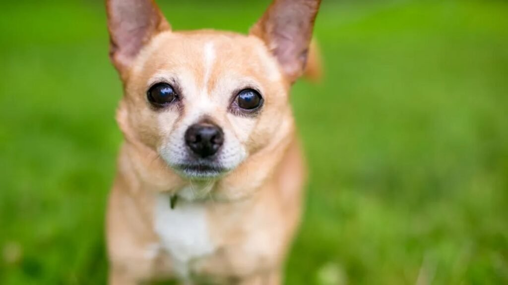 Chihuahua