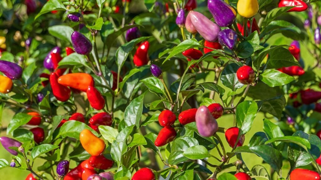 Chinese-Five-Color-Peppers
