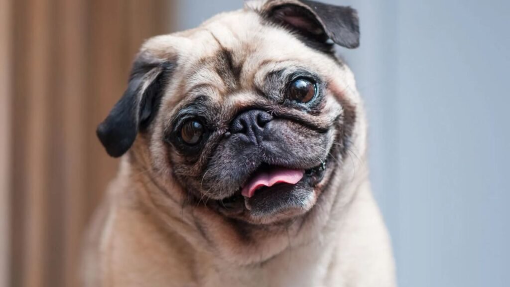 Pug
