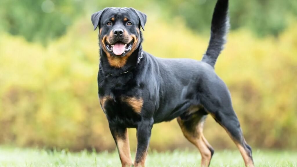 Rottweiler
